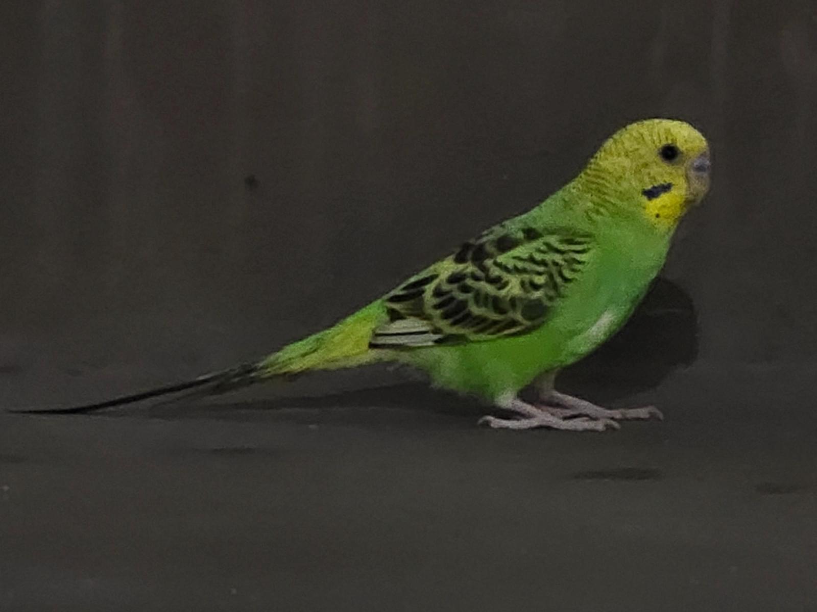 目撃された鳥