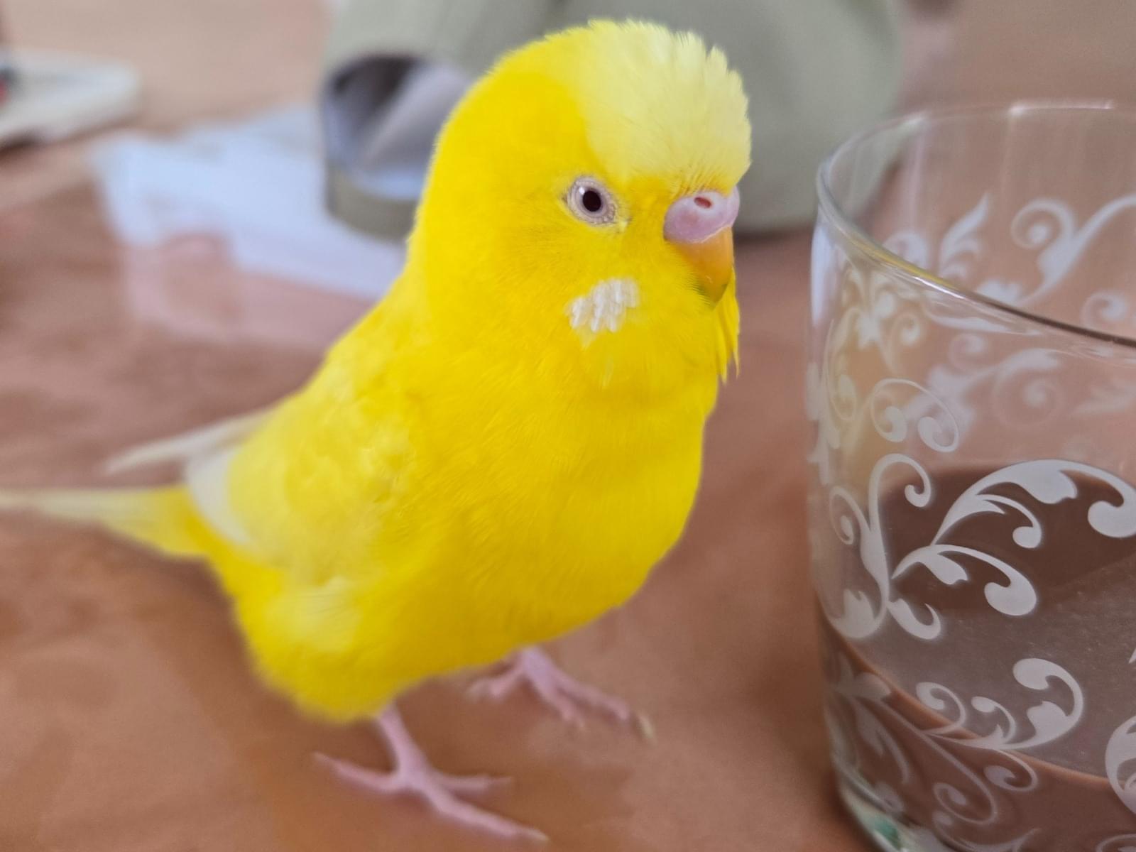 ベルちゃん ベルちゃん