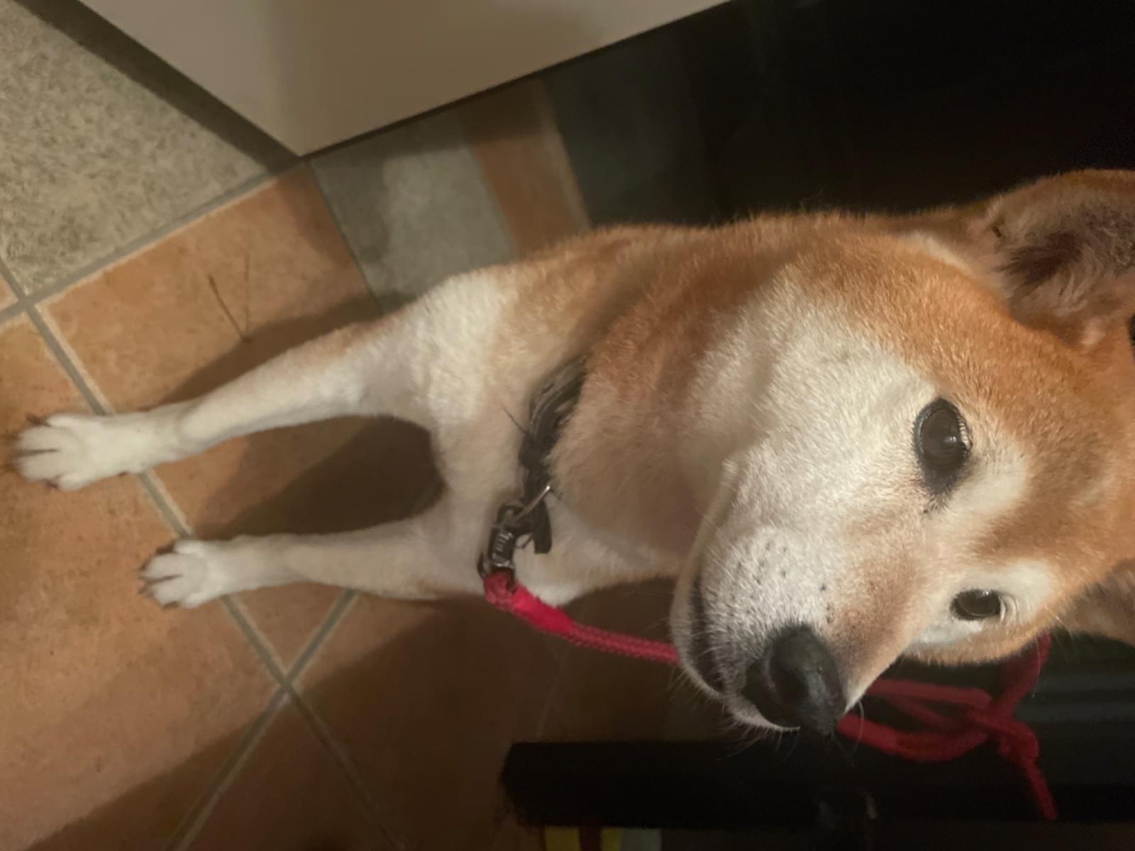 保護された犬 保護された犬