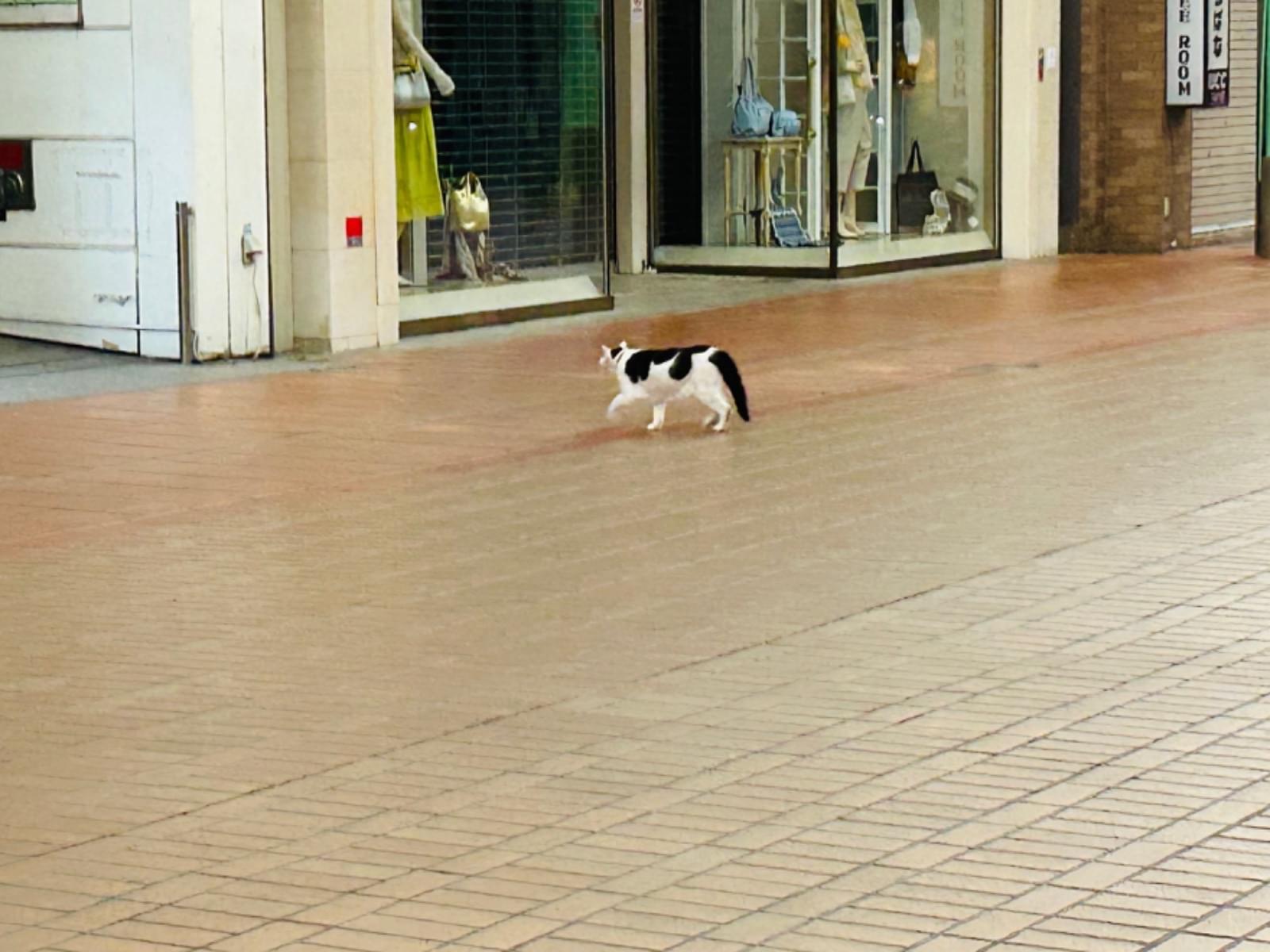 目撃された猫 目撃された猫