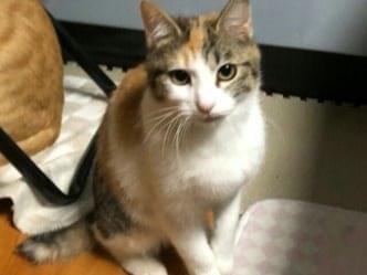ミンミちゃん ミンミちゃん