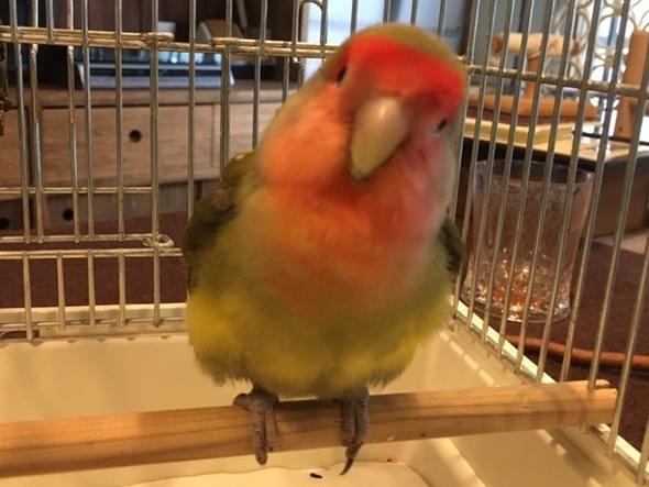 保護された鳥 保護された鳥