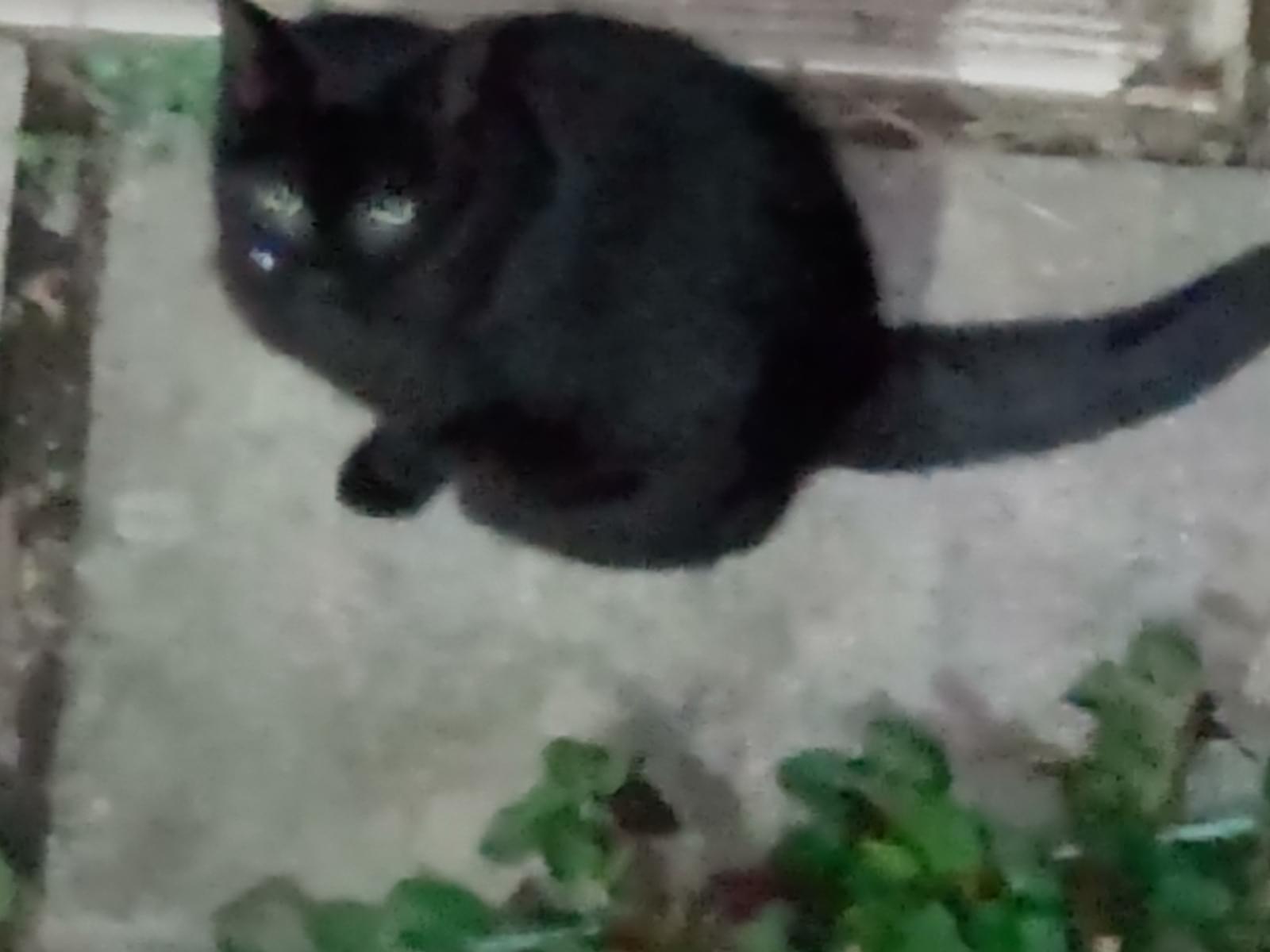 目撃された猫 目撃された猫