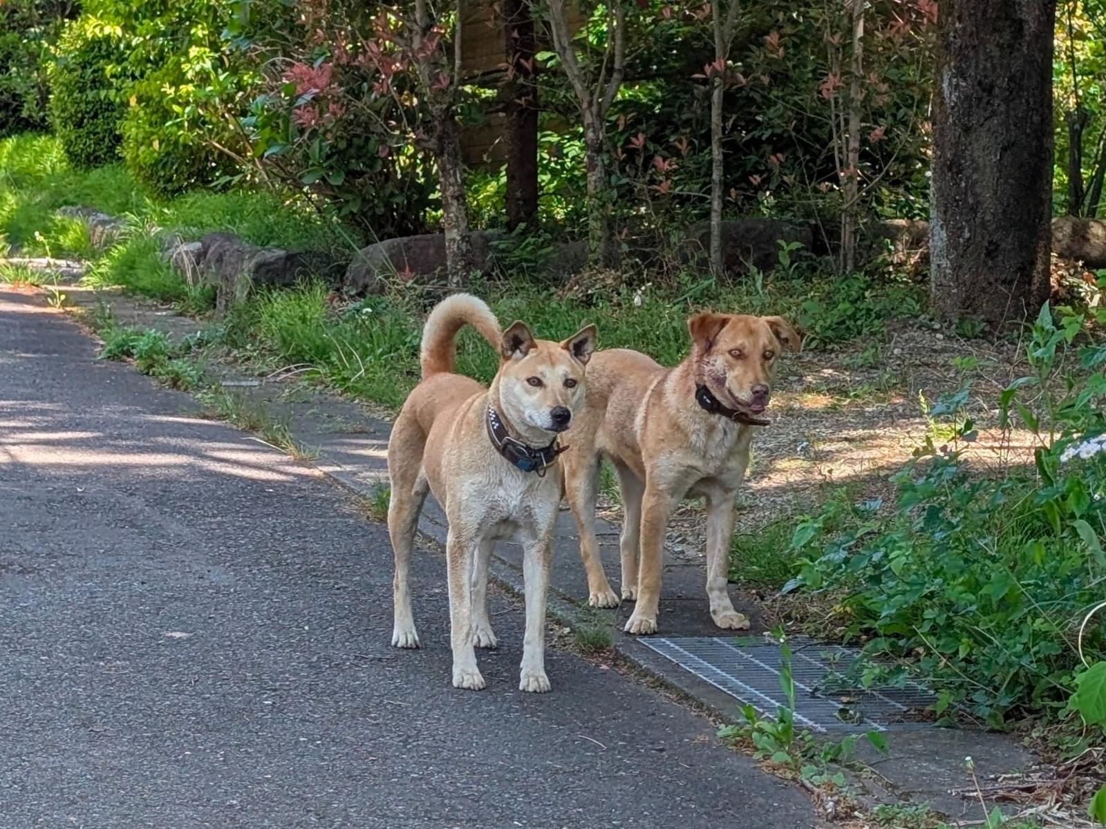 目撃された犬