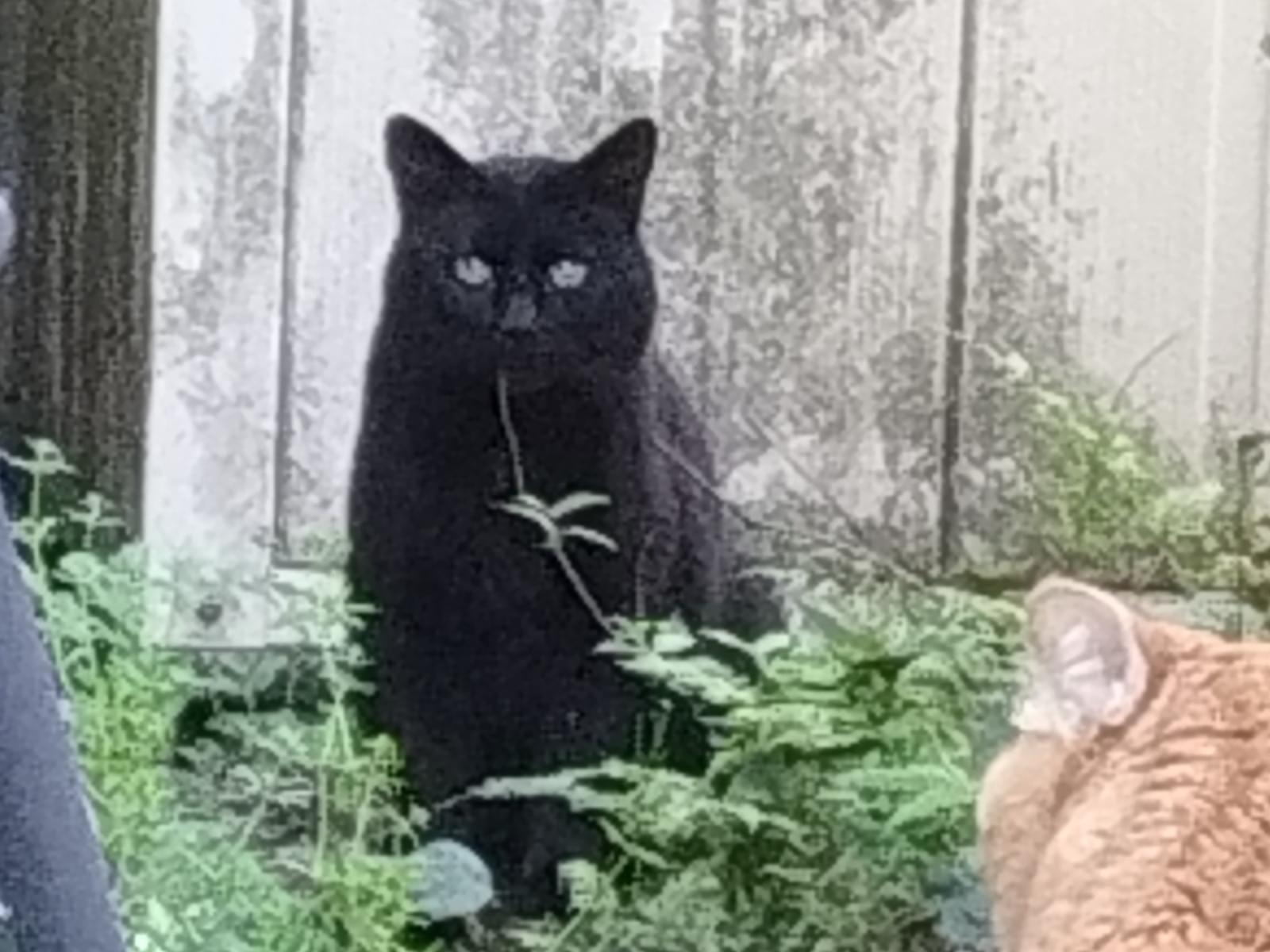 保護された猫