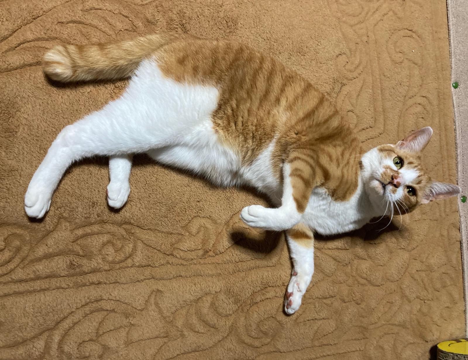 茶白のオス猫 長浜で迷子 鼻と口周りにブチ模様