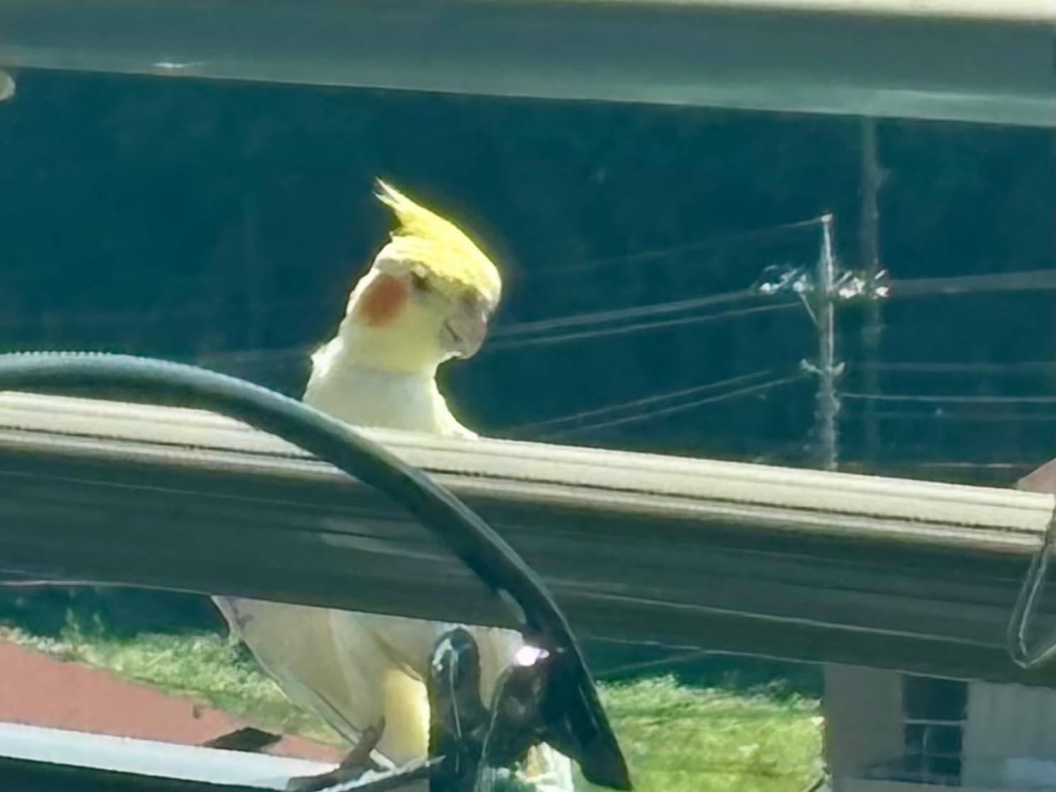 目撃された鳥 目撃された鳥