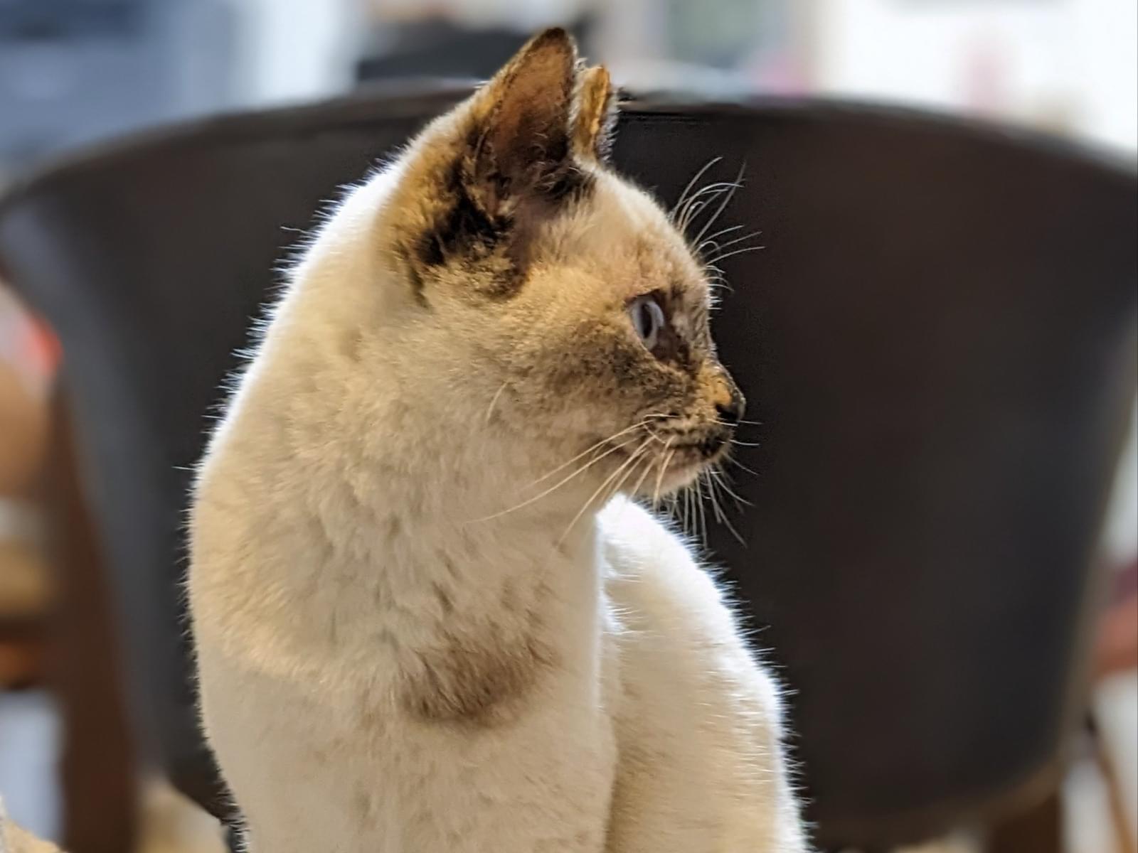 保護された猫 保護された猫