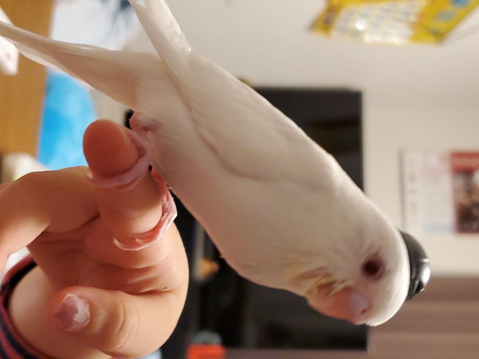 スノーちゃん スノーちゃん