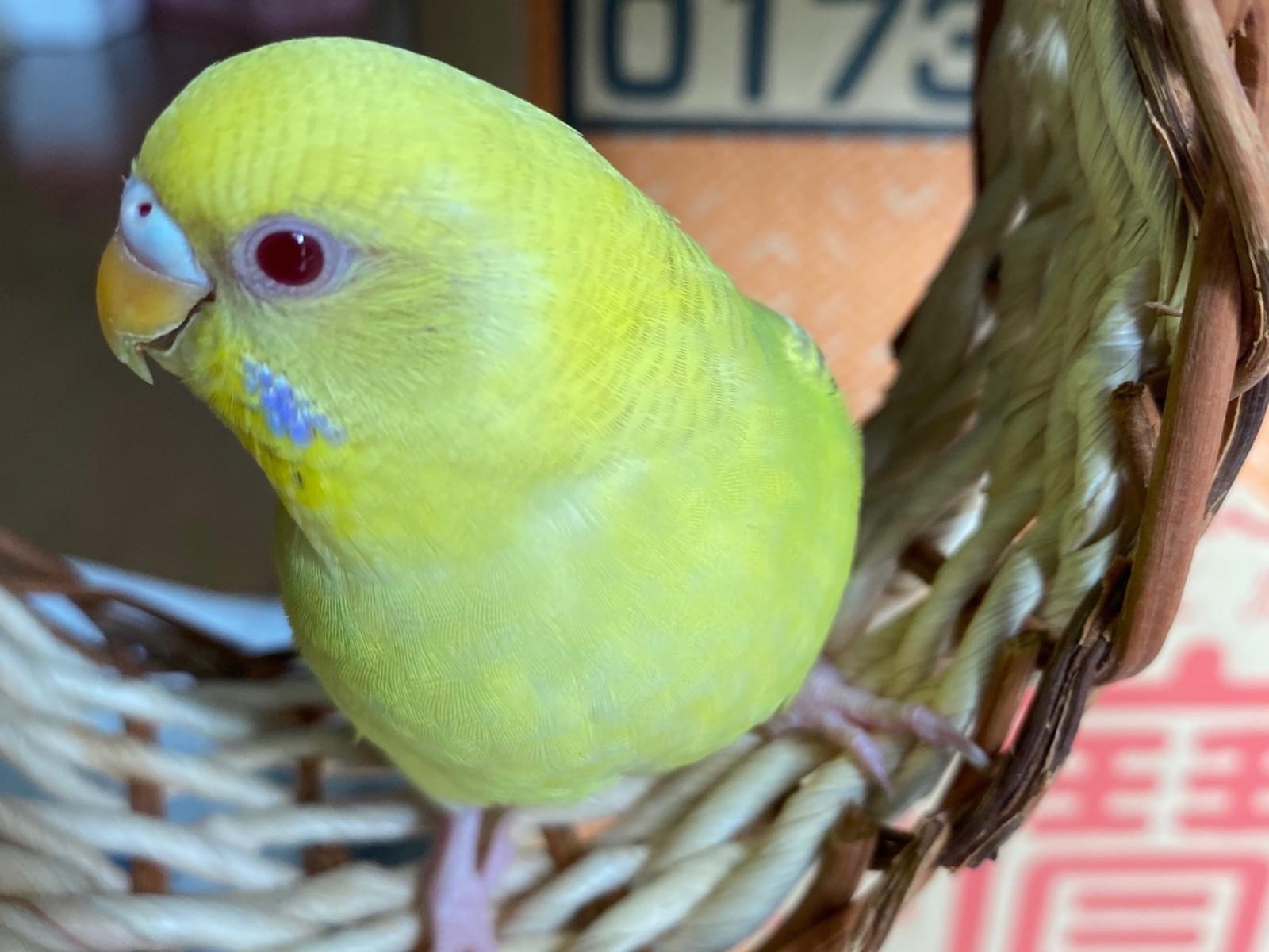 ビノちゃん ビノちゃん