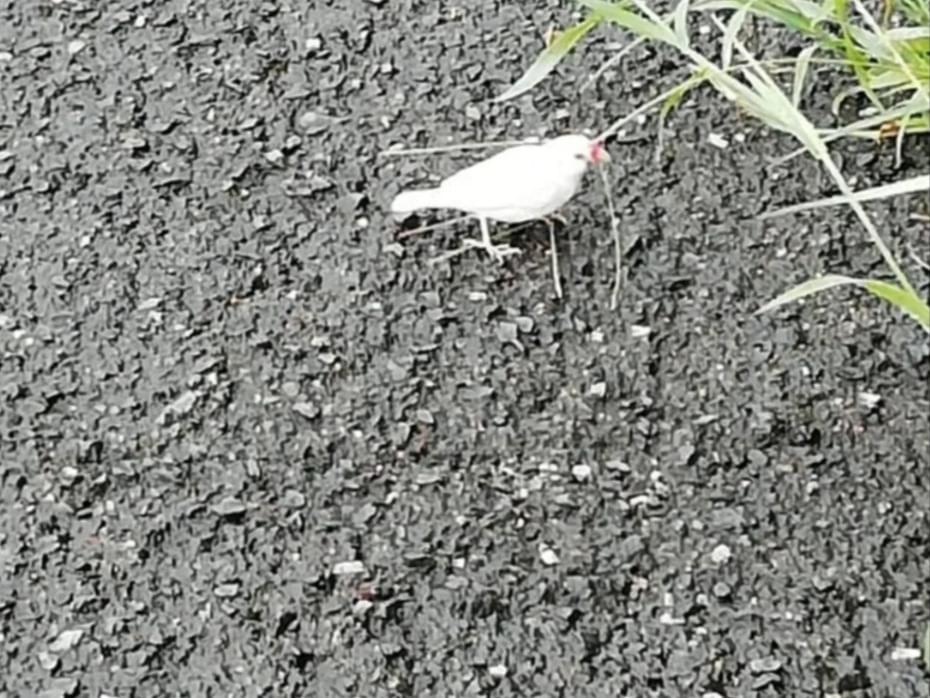 目撃された鳥 目撃された鳥