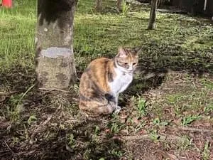 首輪をつけた三毛猫ちゃん