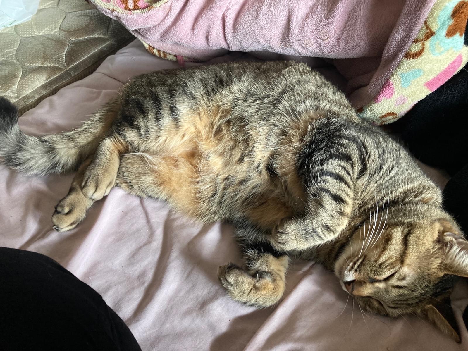 トラちゃん