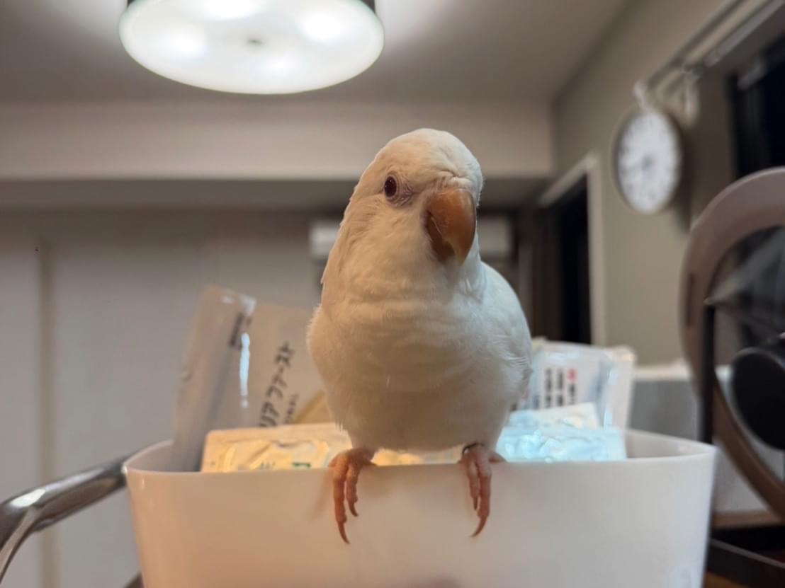 ラウちゃん
