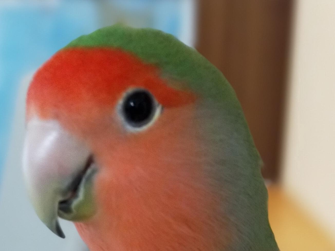 サクラちゃん サクラちゃん