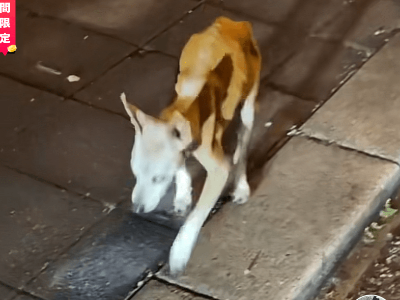 目撃された犬 目撃された犬