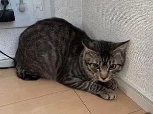 しっぽが短いキジトラ