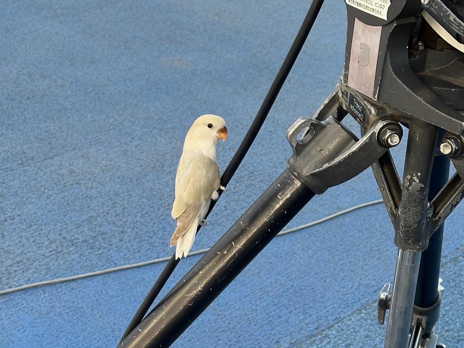 目撃された鳥 目撃された鳥