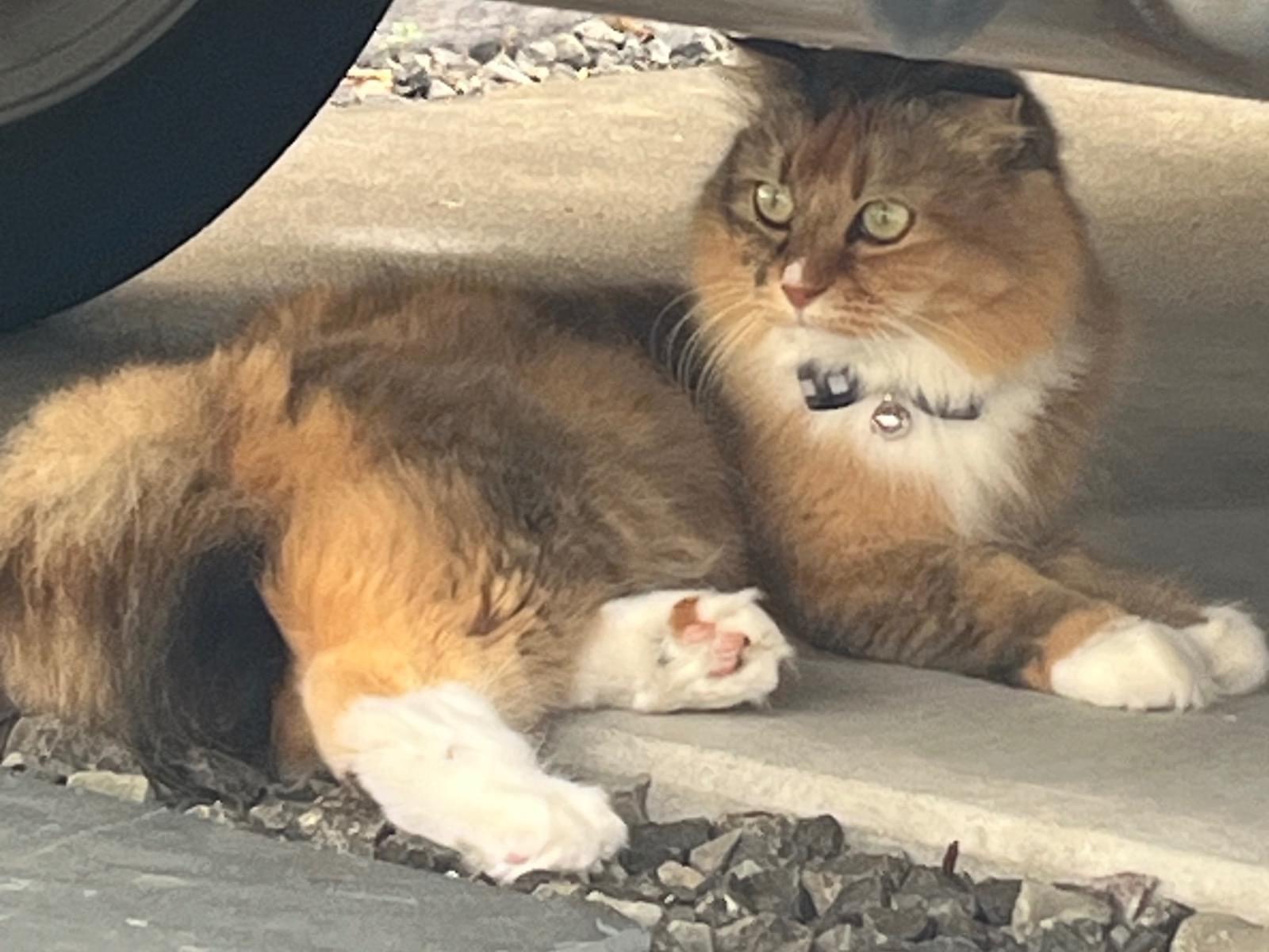 目撃された猫 目撃された猫