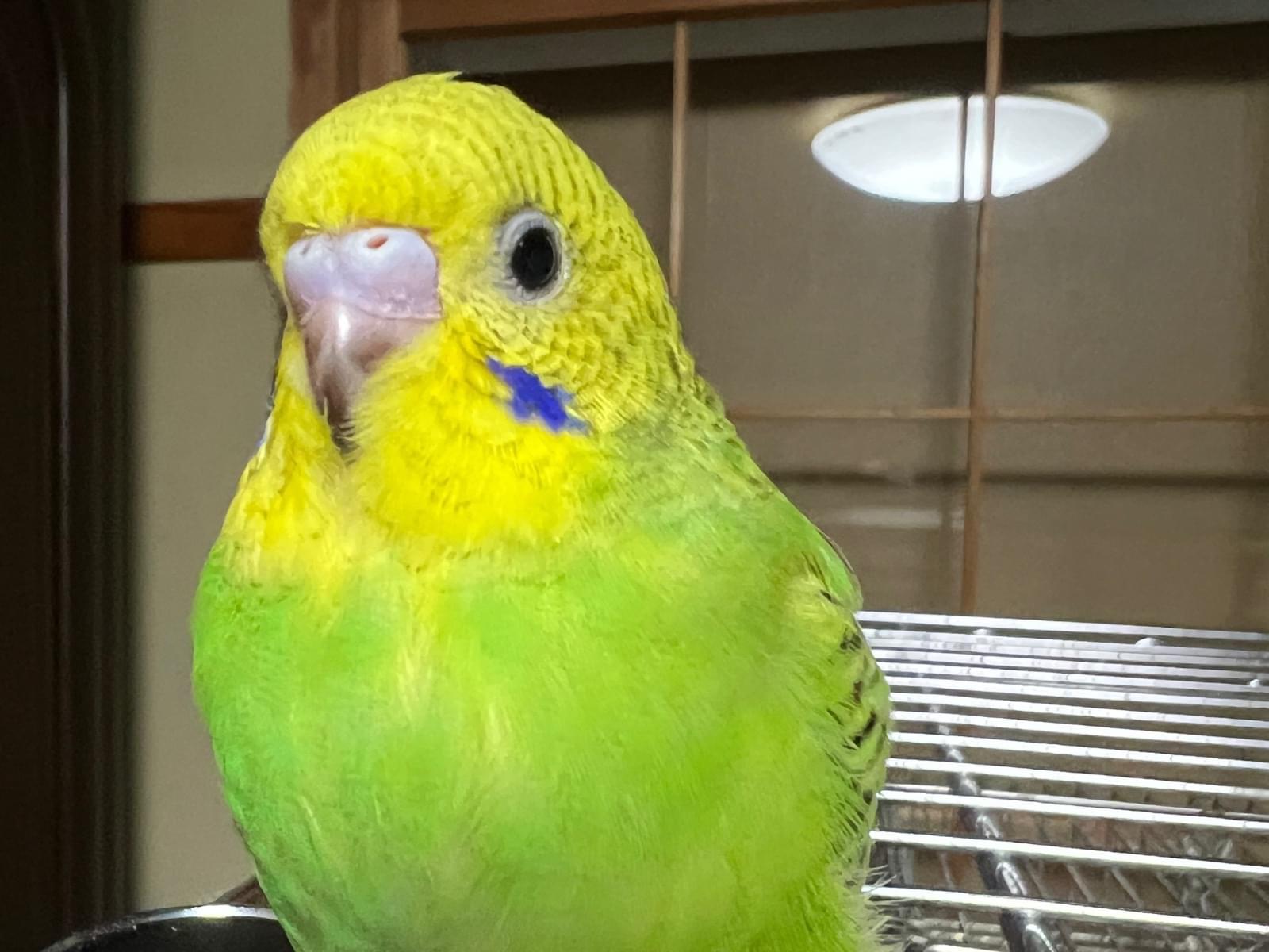 保護された鳥 保護された鳥
