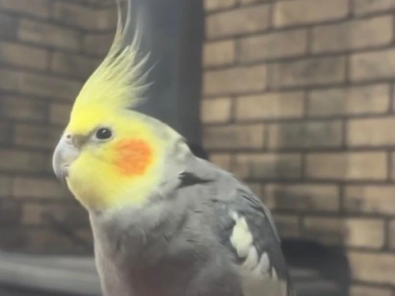 こたろうちゃん こたろうちゃん