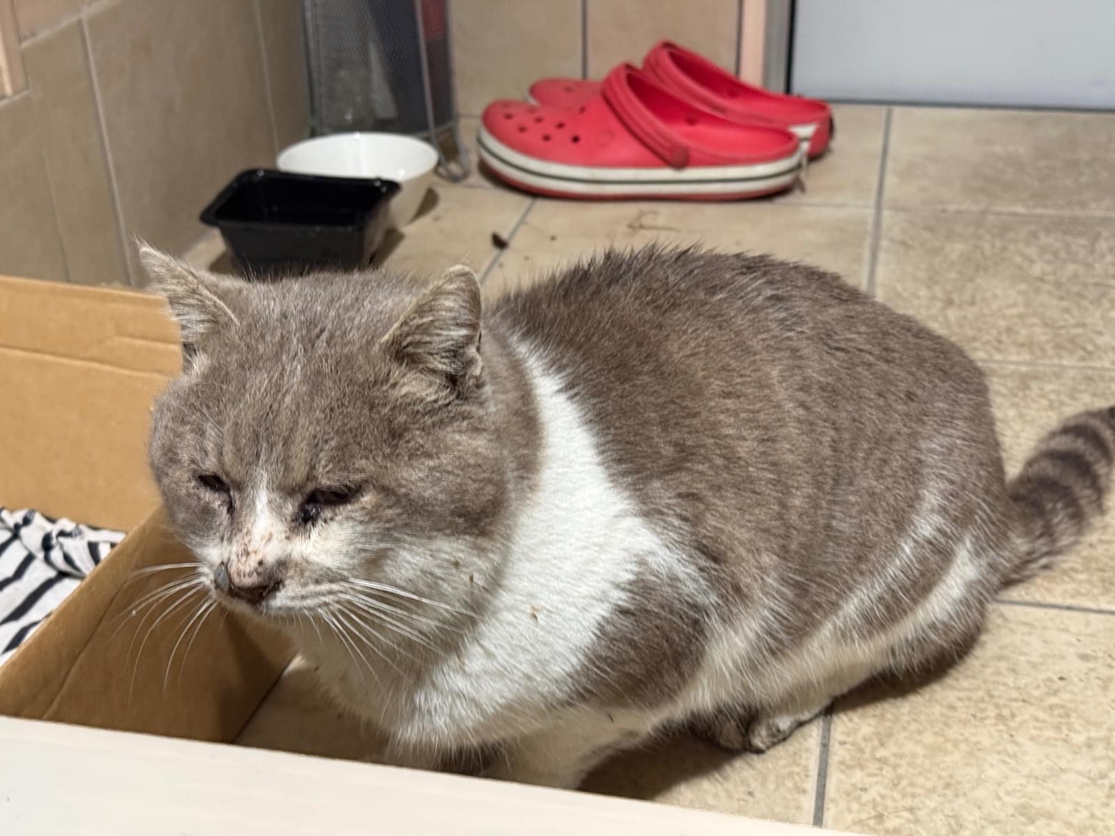 保護された猫 保護された猫