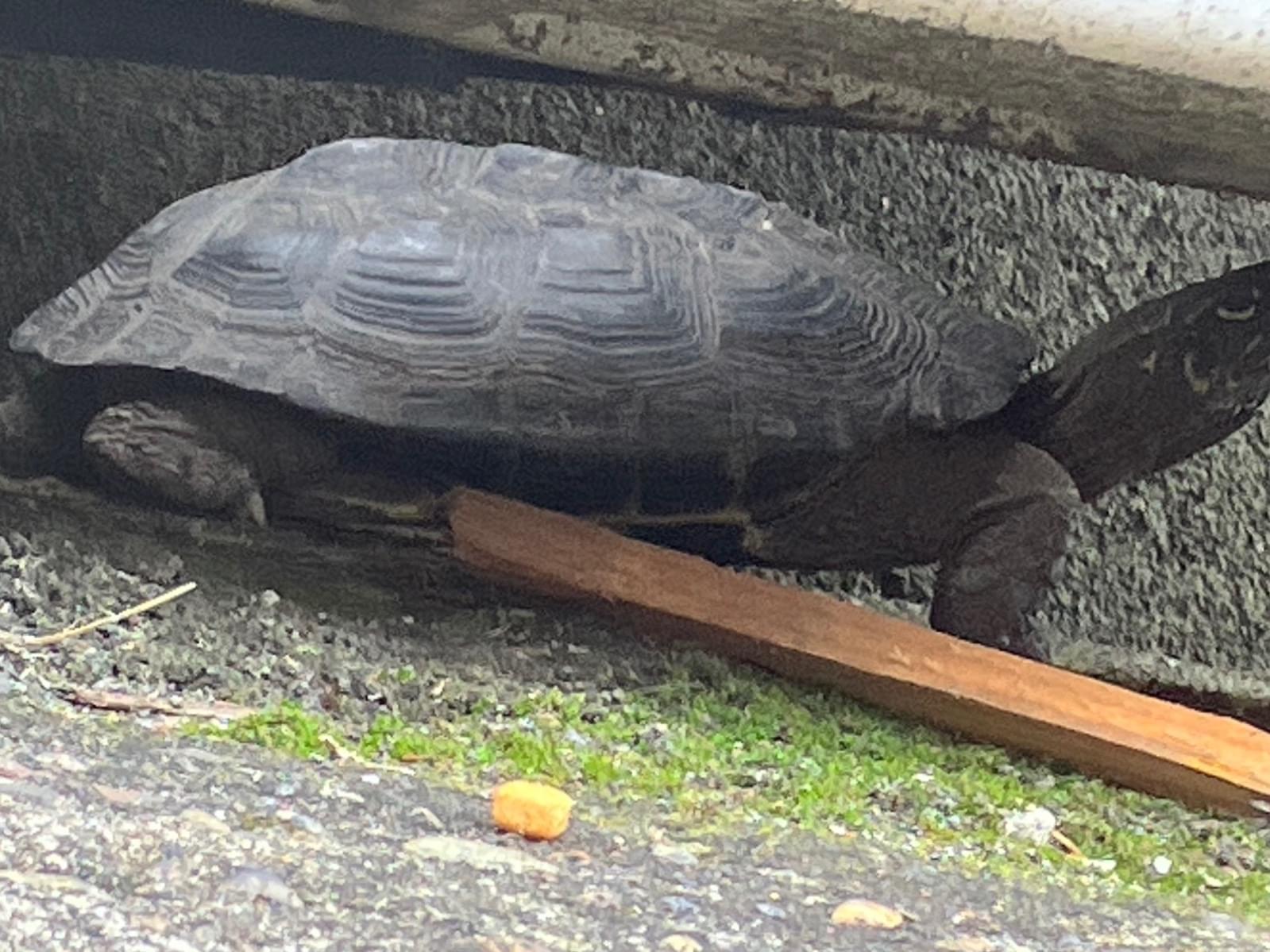 目撃されたペット 目撃されたペット