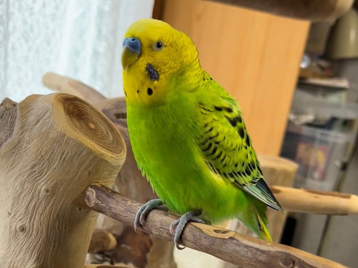 ぜんちゃん ぜんちゃん
