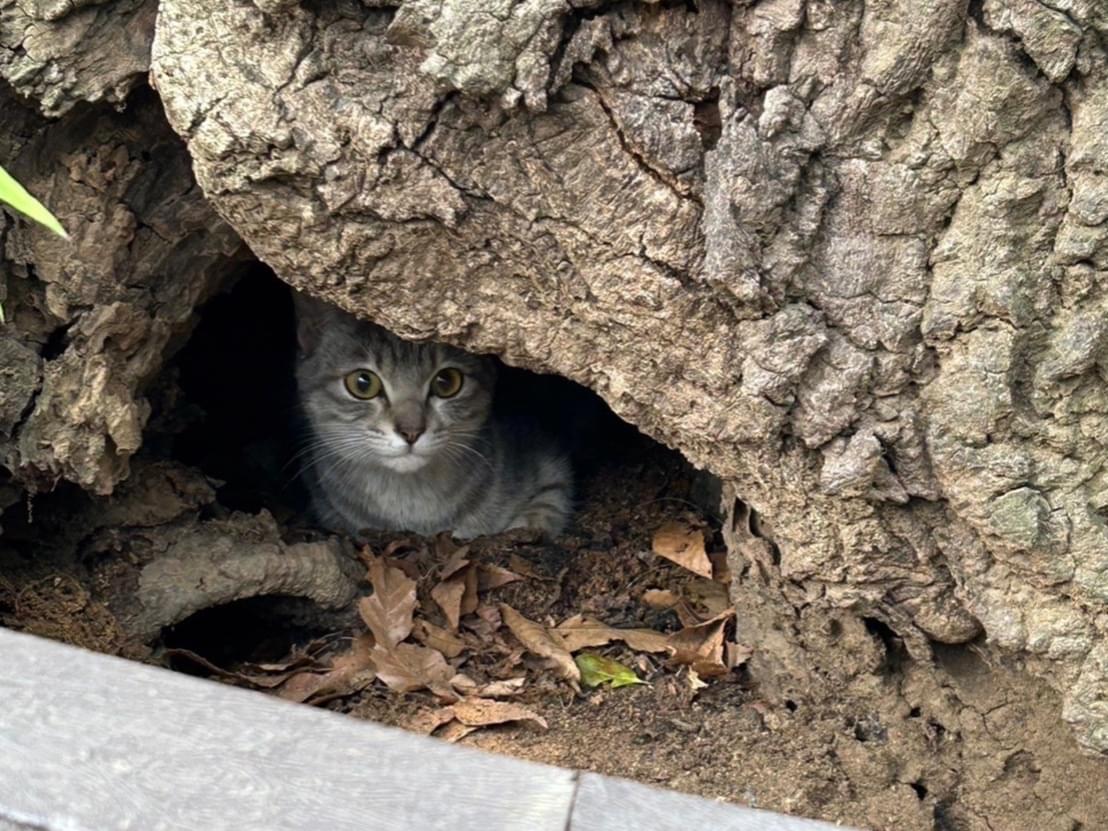目撃された猫 目撃された猫