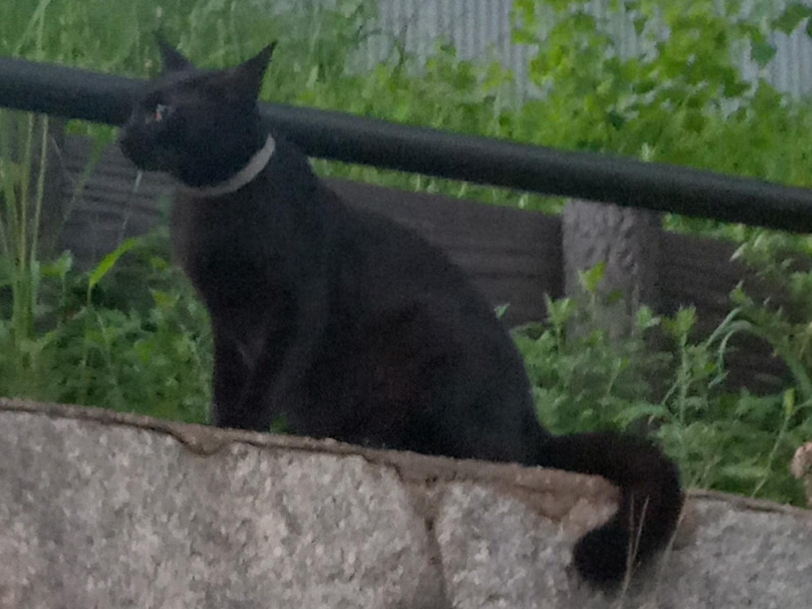 目撃された猫 目撃された猫
