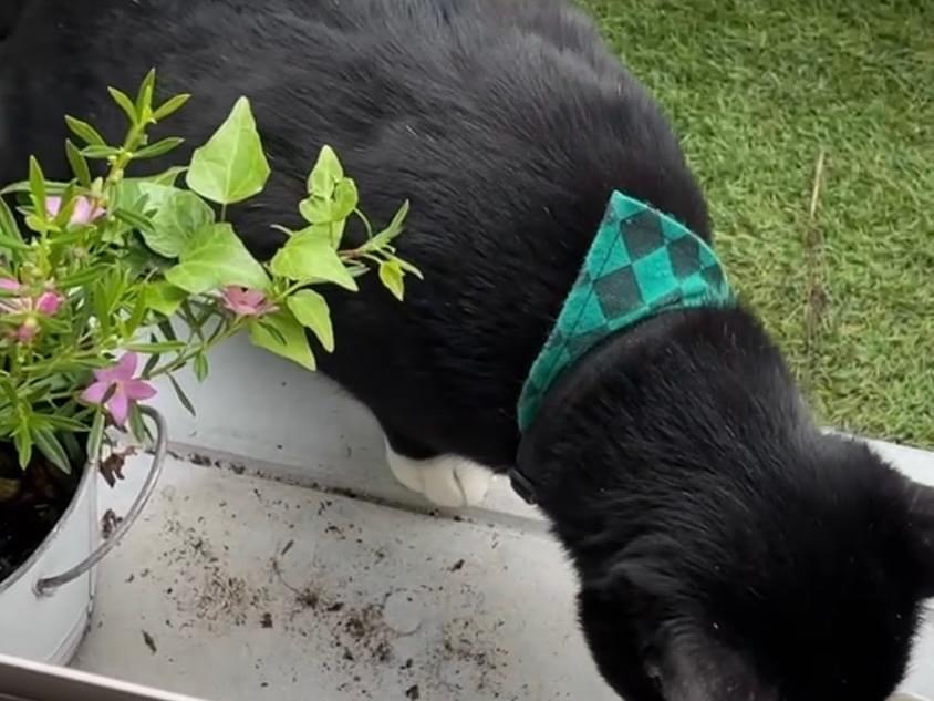 保護された猫 保護された猫
