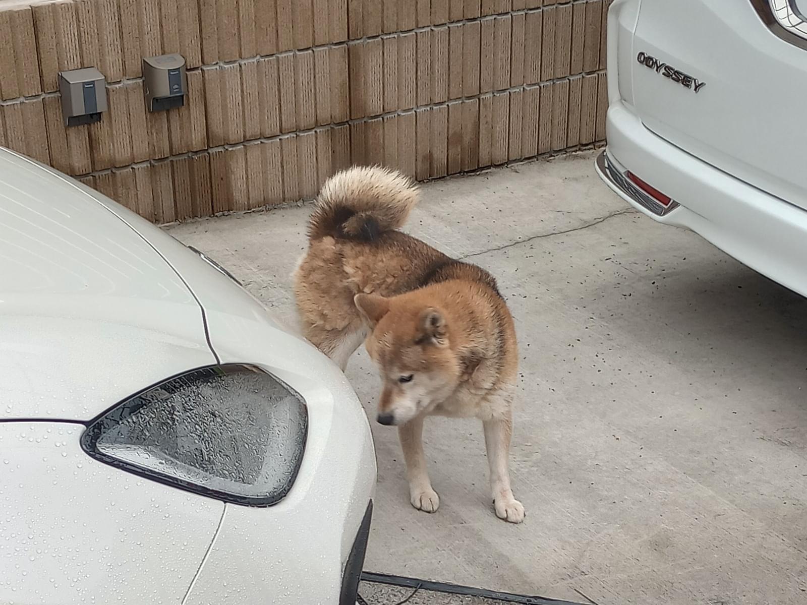 目撃された犬 目撃された犬