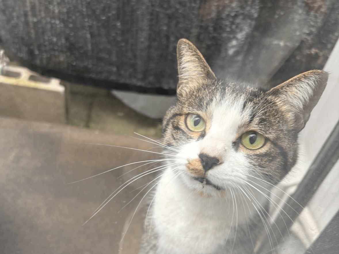 目撃された猫 目撃された猫