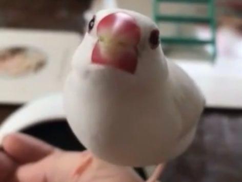 しゃけちゃん しゃけちゃん