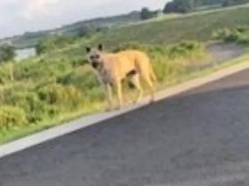 常総市石下の河川敷で迷子犬を2匹目撃しました