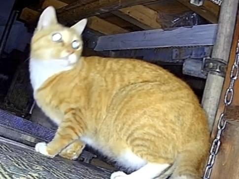 保護された猫 保護された猫