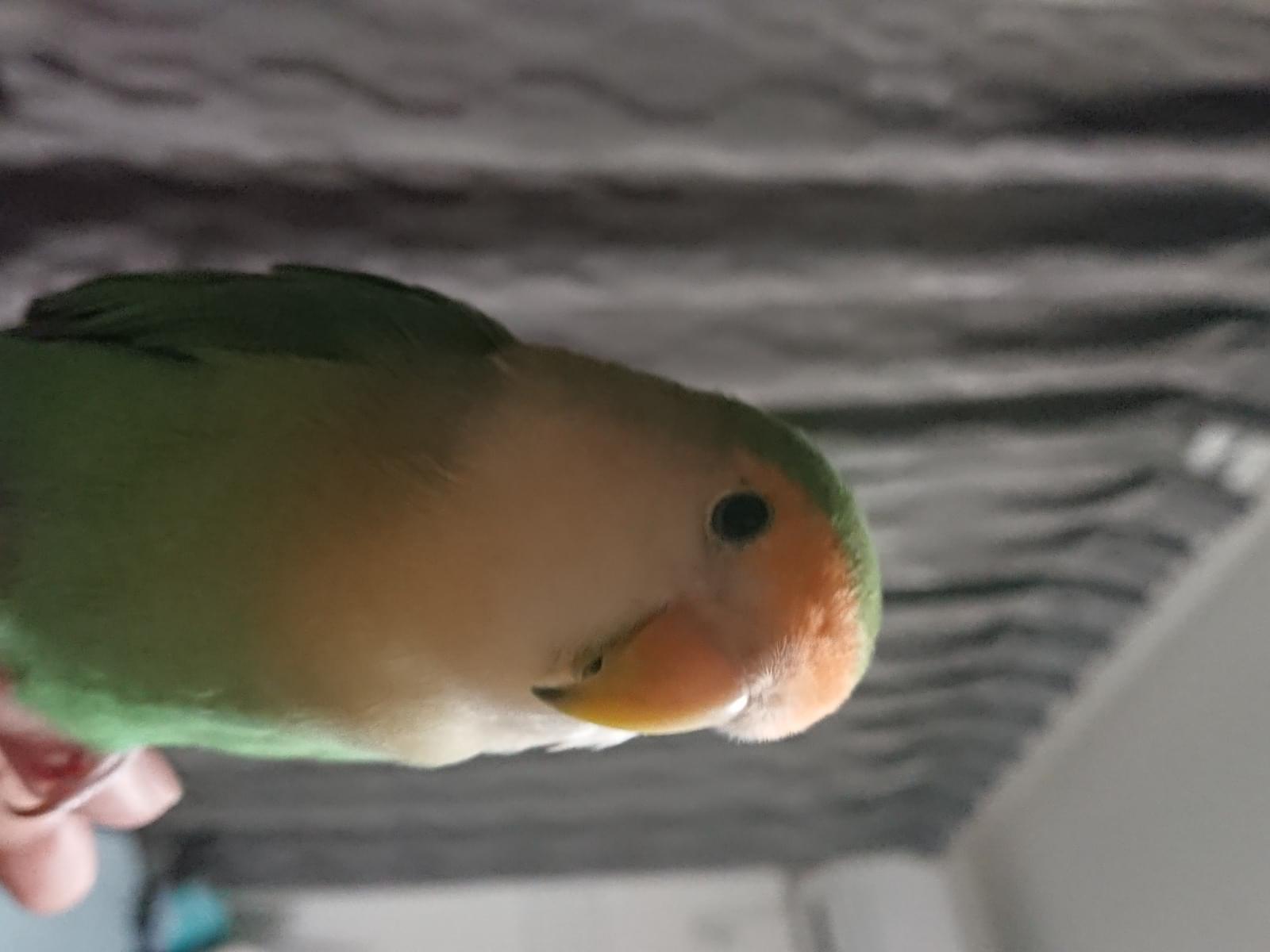 オトちゃん オトちゃん