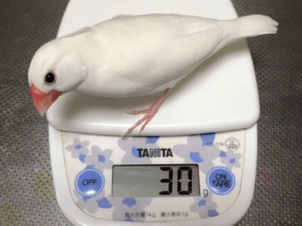 ピヨちゃん ピヨちゃん