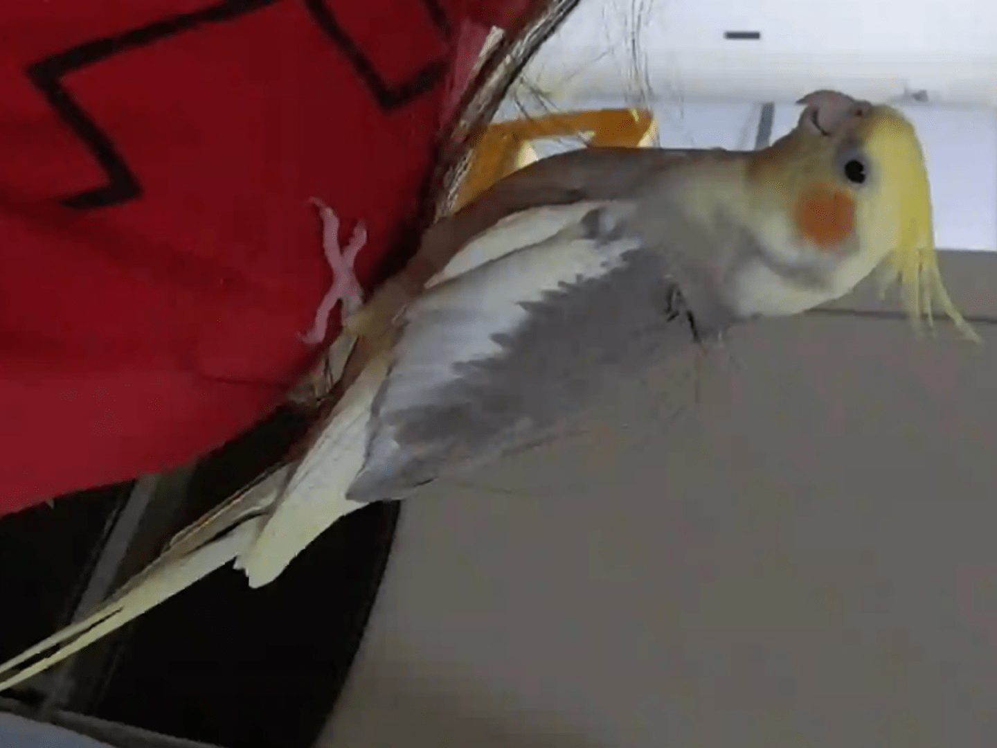 春ちゃん 春ちゃん