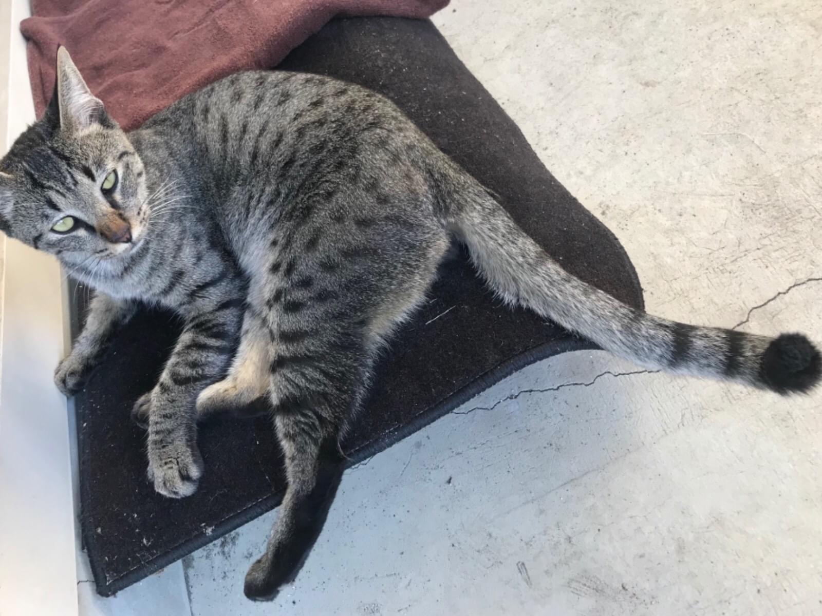 保護された猫 保護された猫