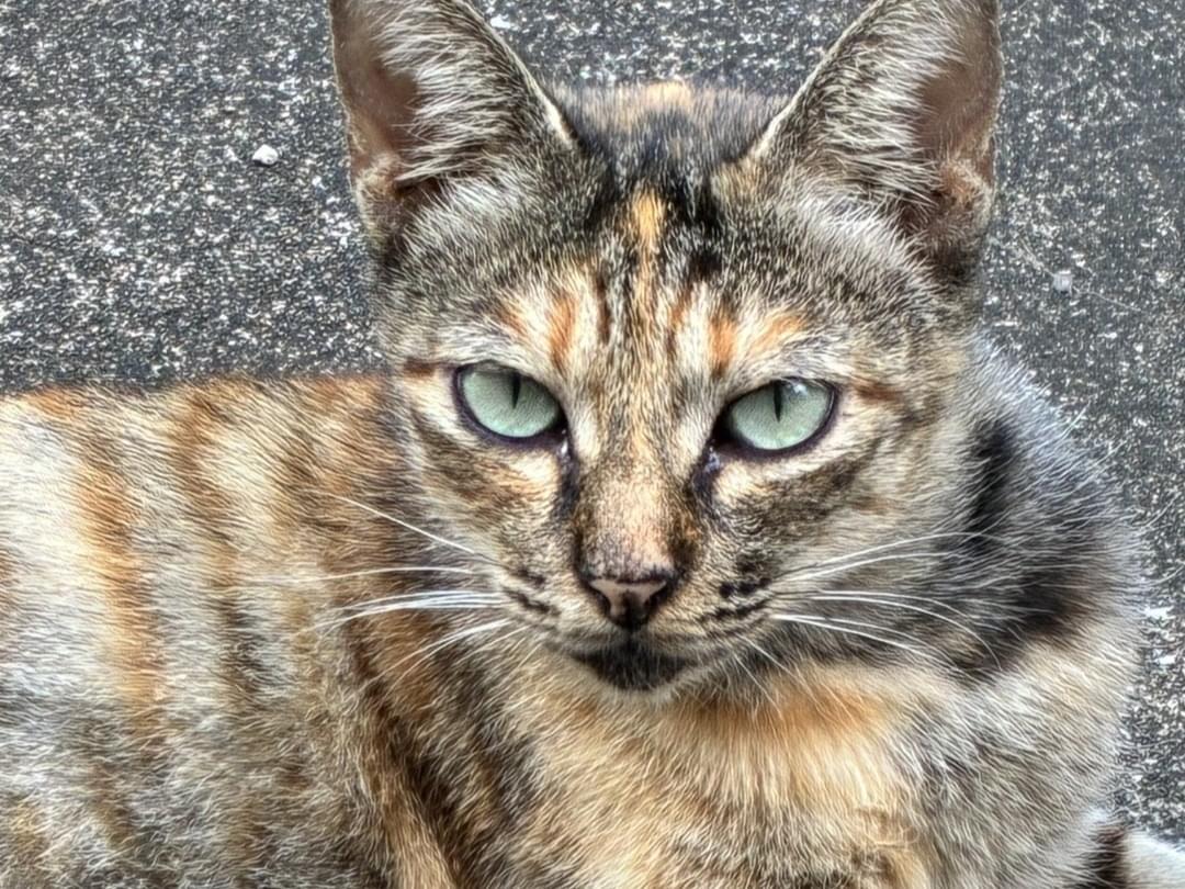 チャビちゃん チャビちゃん