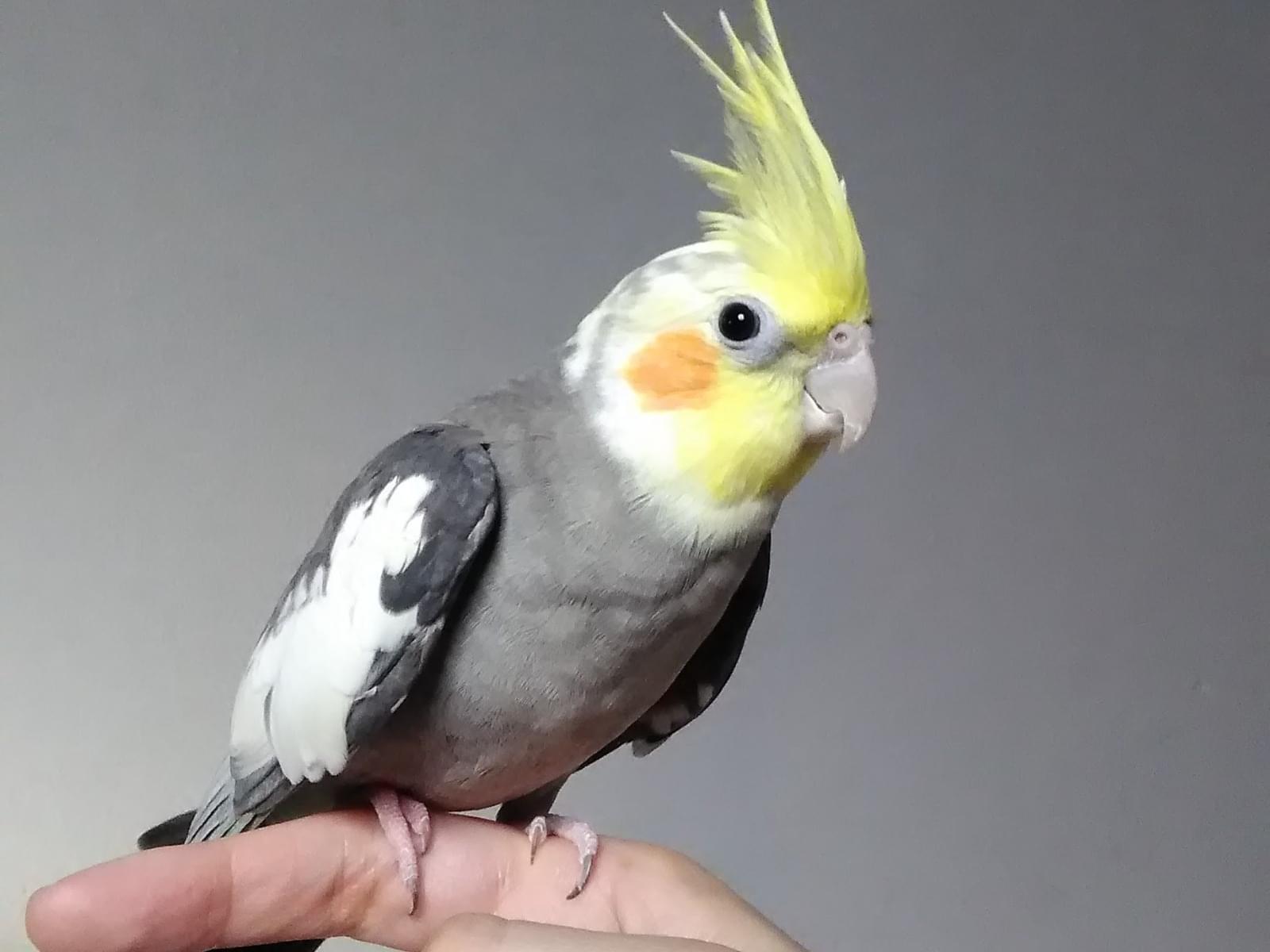 ハナちゃん ハナちゃん