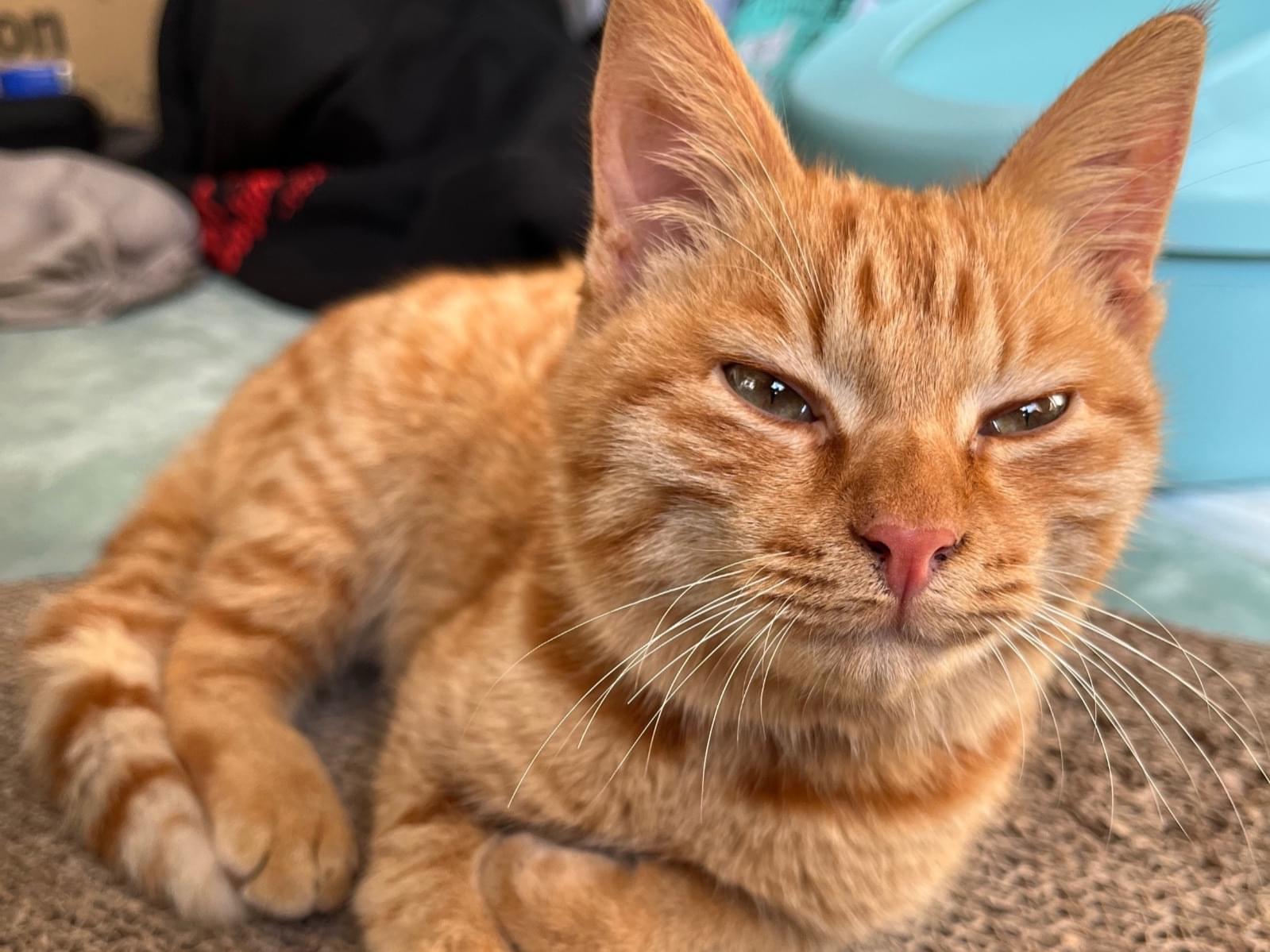 保護された猫 保護された猫