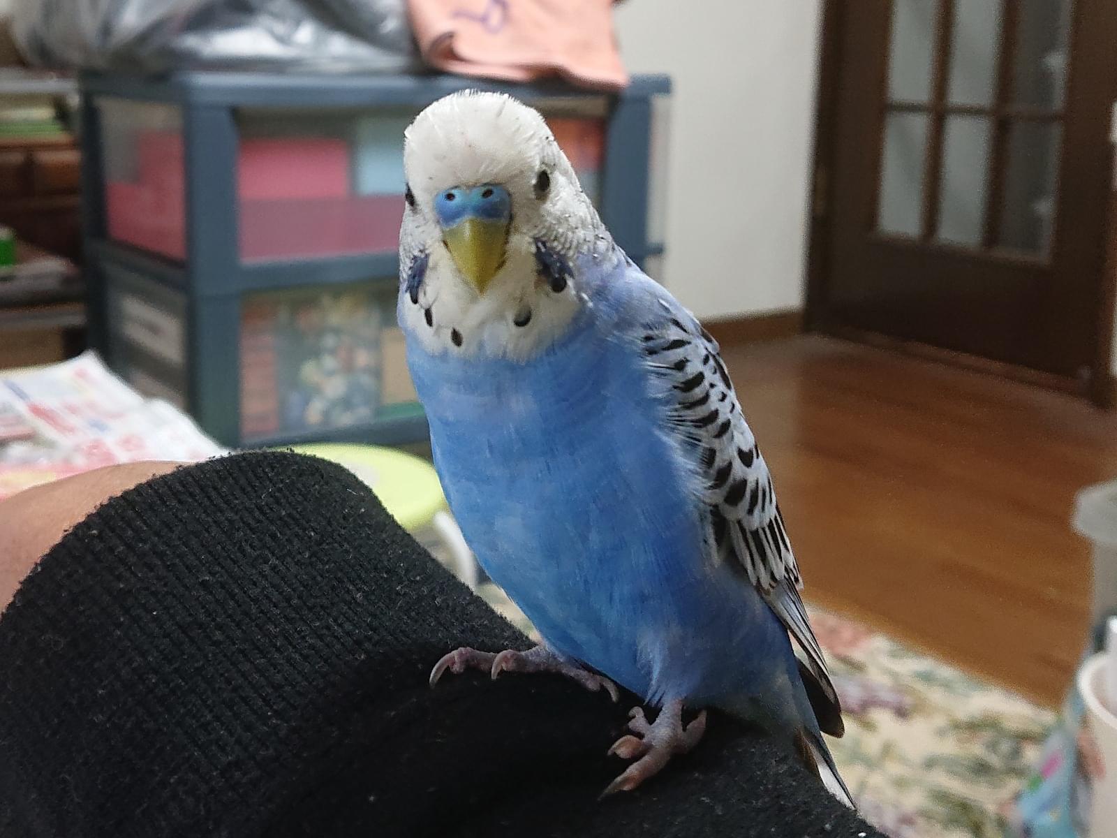 ピースケちゃん ピースケちゃん