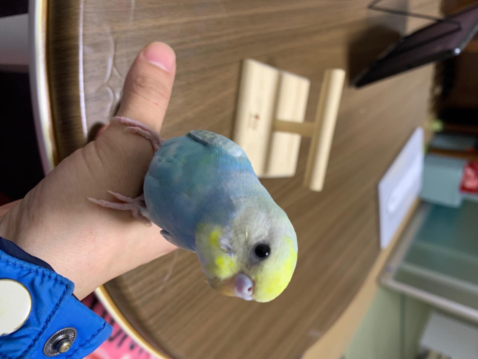 保護された鳥 保護された鳥