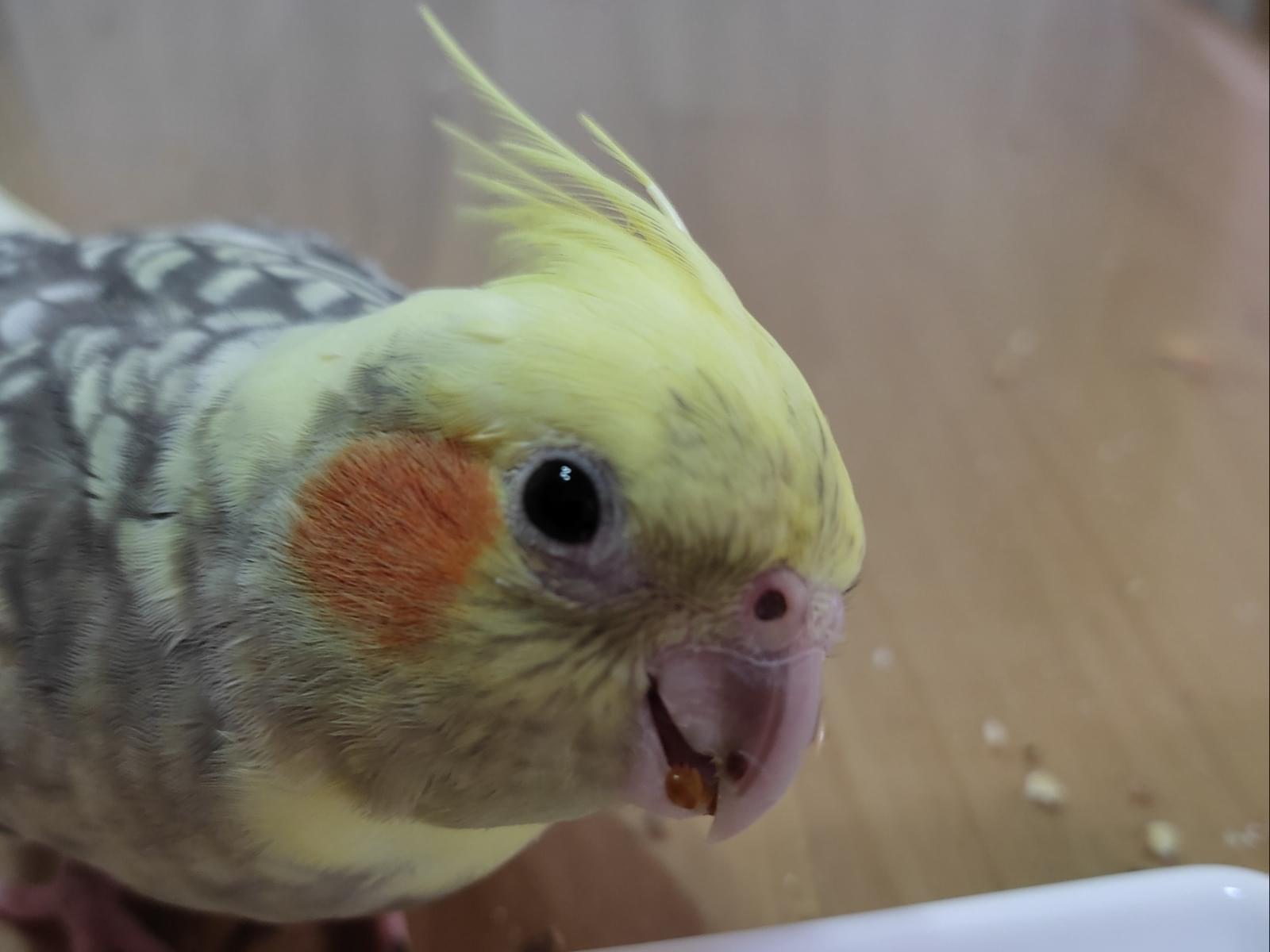 ねねちゃん ねねちゃん
