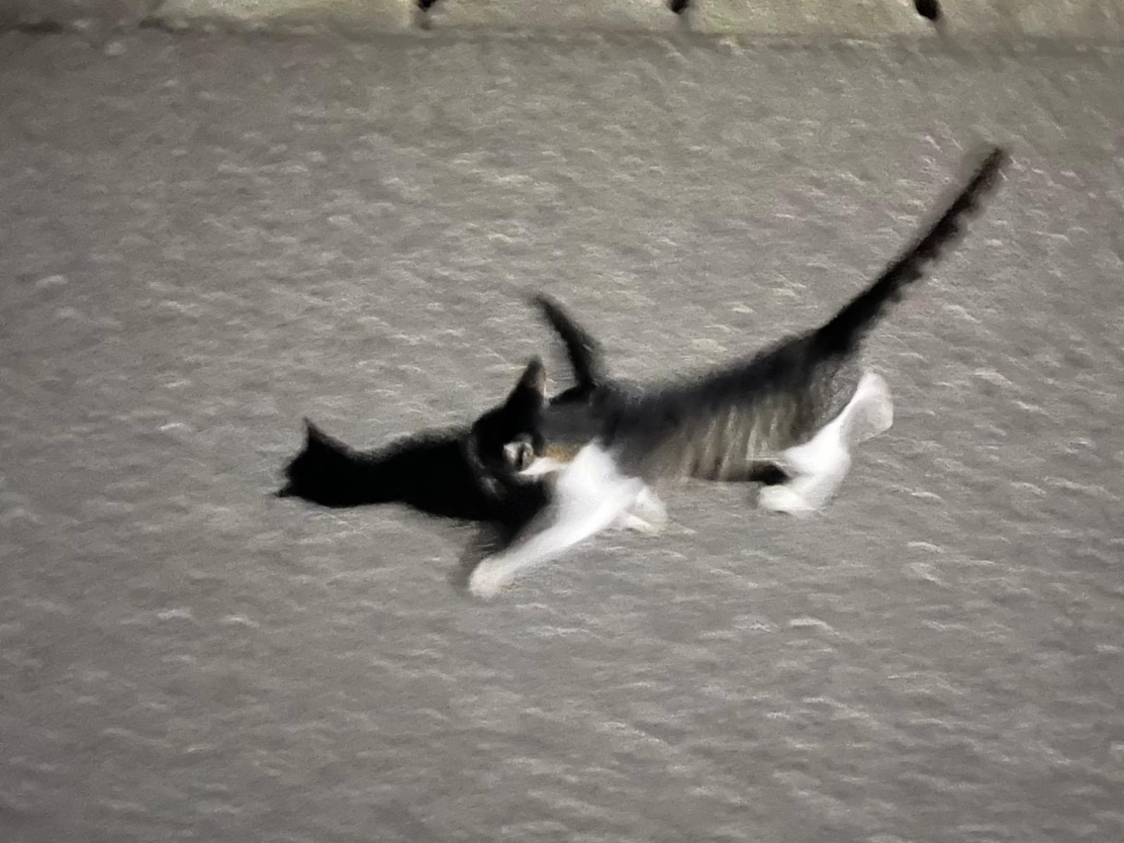 目撃された猫