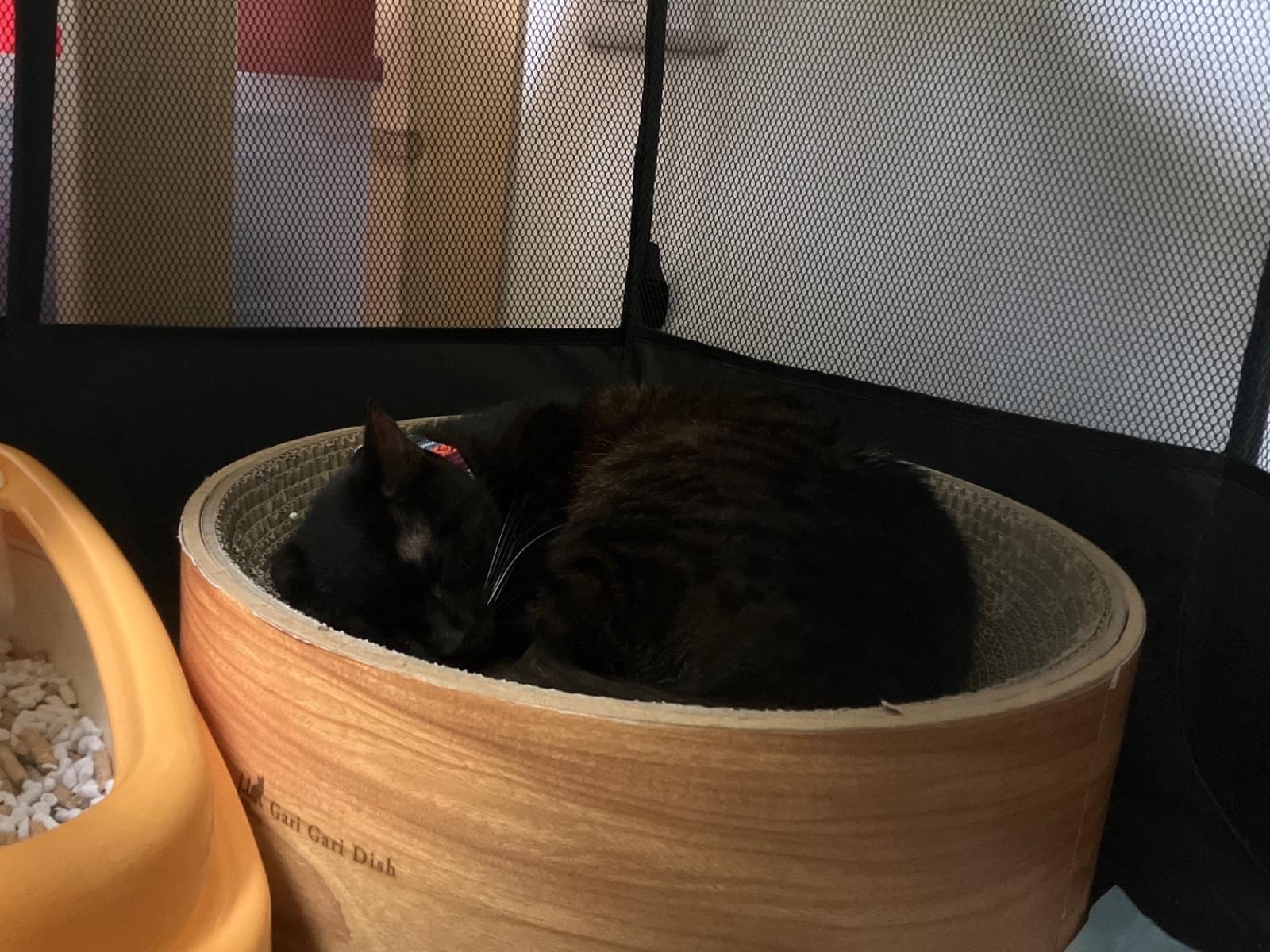 保護された猫 保護された猫