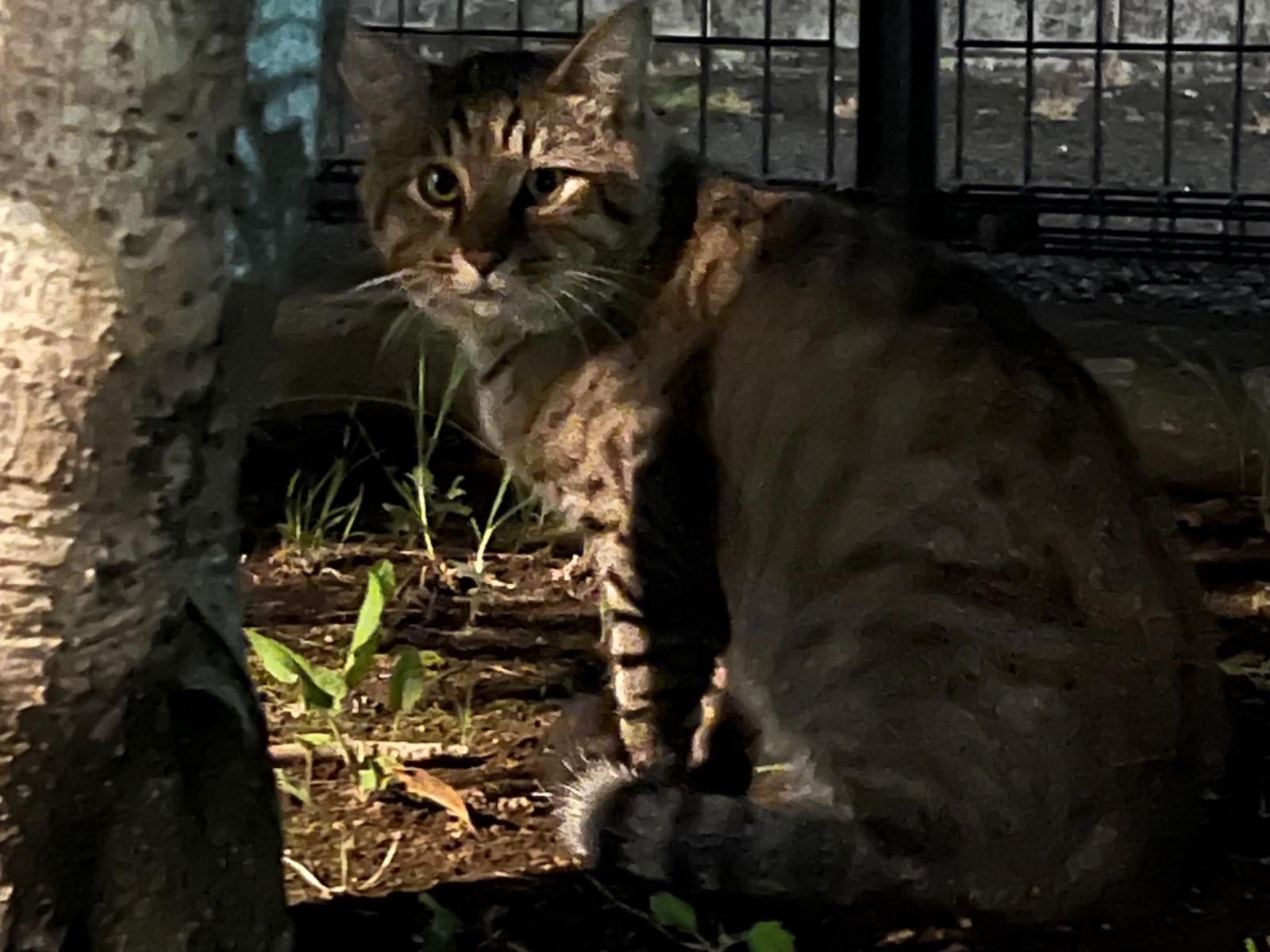 目撃された猫