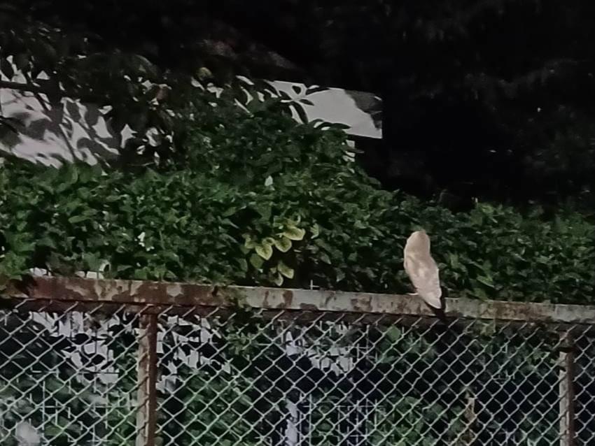 目撃された鳥 目撃された鳥